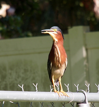 [The bird is facing to the right but has its head turned so it's parallel with the fence rail. Its mouth is slightly open and a thin tongue is seen between its open beak.]